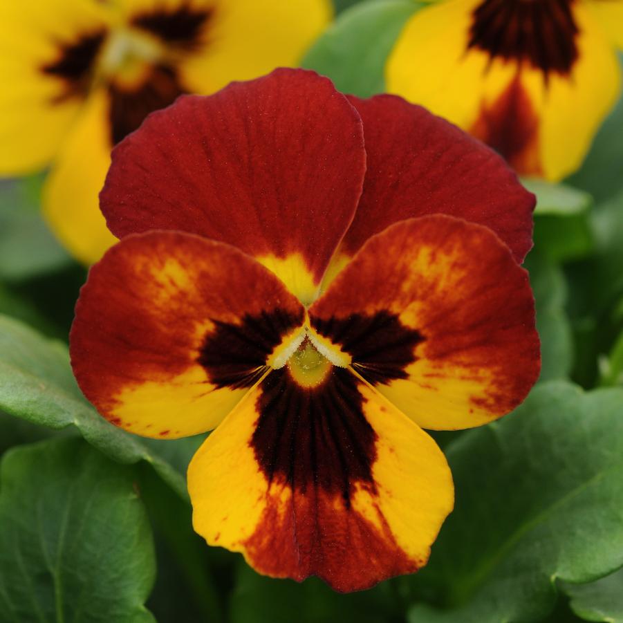 Viola Sorbet 'Fire' - from Babikow Wholesale Nursery