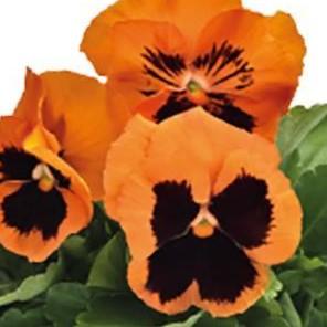 Pansy Inspire Plus 'Orange Blotch' - from Babikow Wholesale Nursery