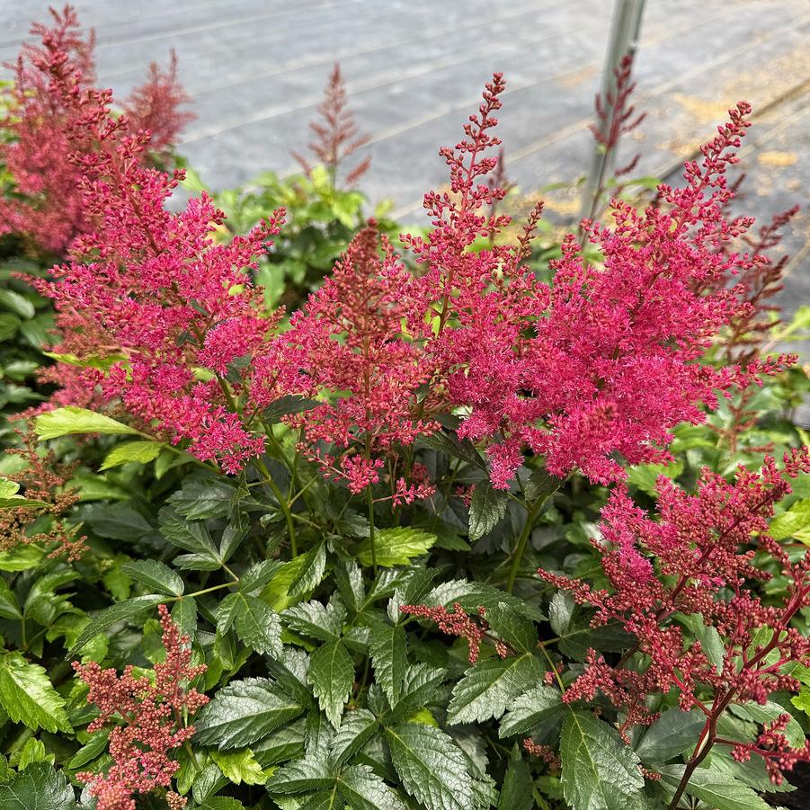 Astilbe x 'Astary Rose' - from Babikow Wholesale Nursery