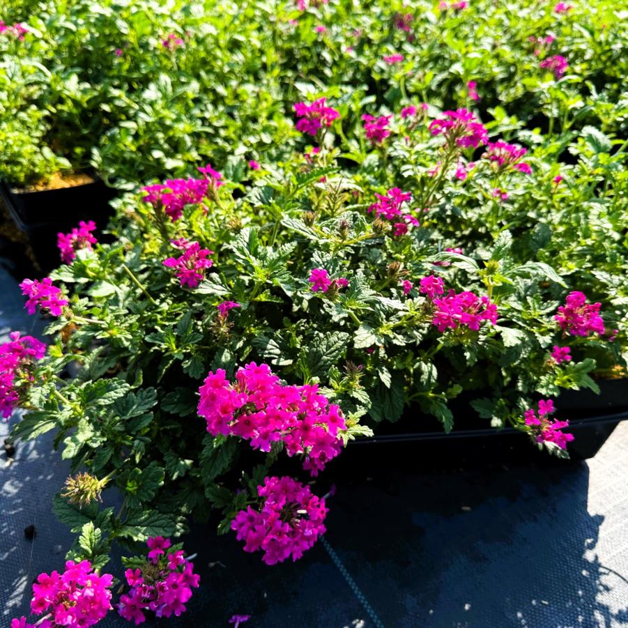 Verbena can. 'Homestead Hot Pink' - from Babikow Wholesale Nursery