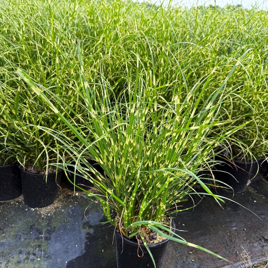 Miscanthus 'Bandwidth' - Maiden Grass from Babikow Wholesale Nursery