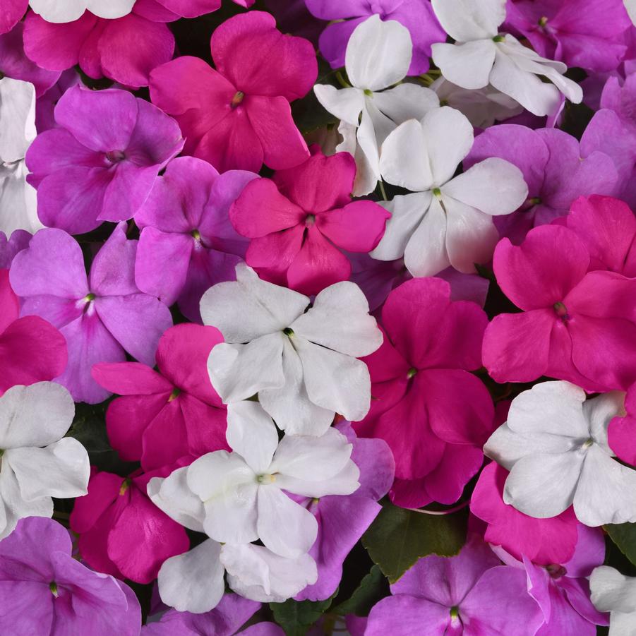Impatiens Beacon 'Chicago Mix' - Busy Lizzy from Babikow Wholesale Nursery