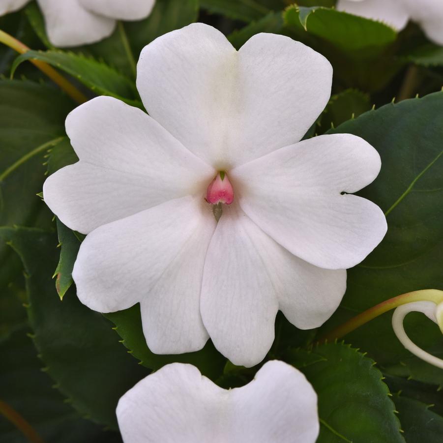 Impatiens Solarscape 'White Pearl' - from Babikow Wholesale Nursery