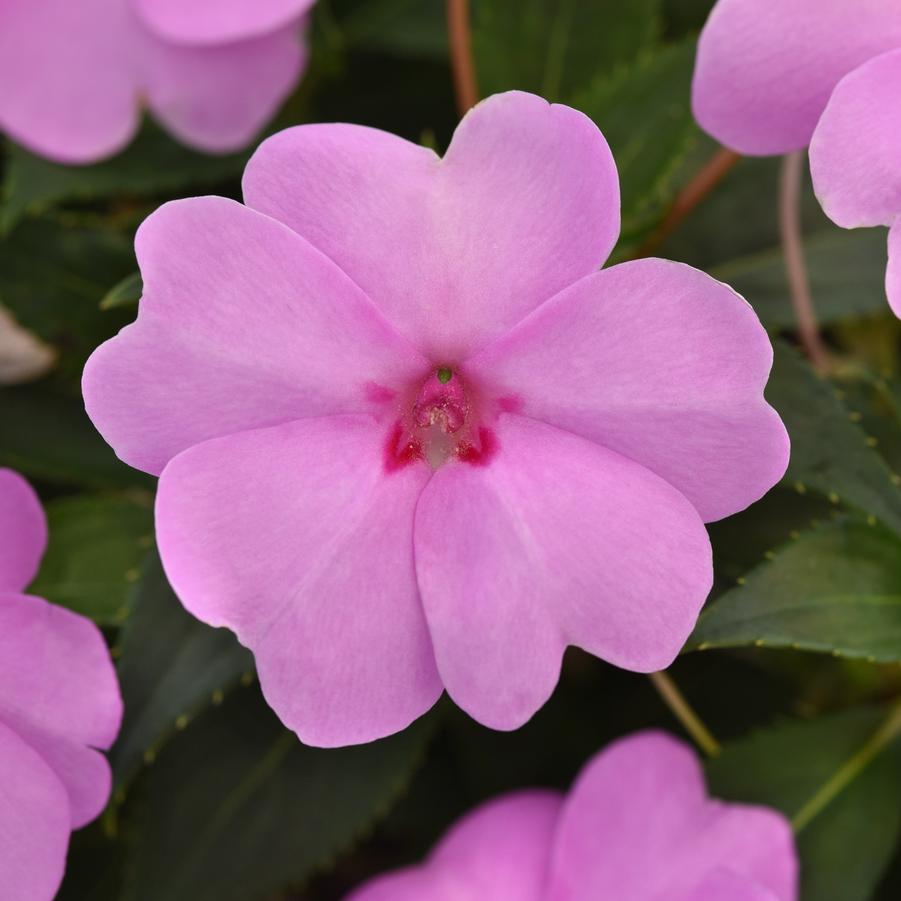 Impatiens Solarscape XL 'Lilac Spark' - from Babikow Wholesale Nursery
