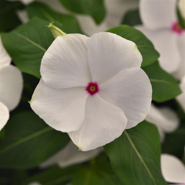 Vinca Titan-ium 'Polka Dot' - from Babikow Wholesale Nursery