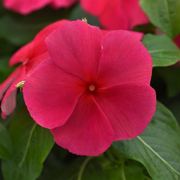 Vinca Titan-ium 'Punch' - from Babikow Wholesale Nursery