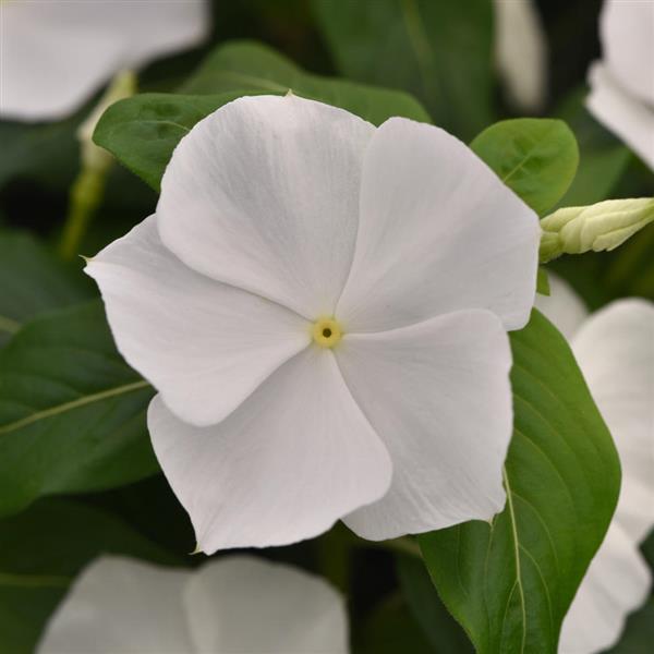 Vinca Titan-ium 'White' - from Babikow Wholesale Nursery
