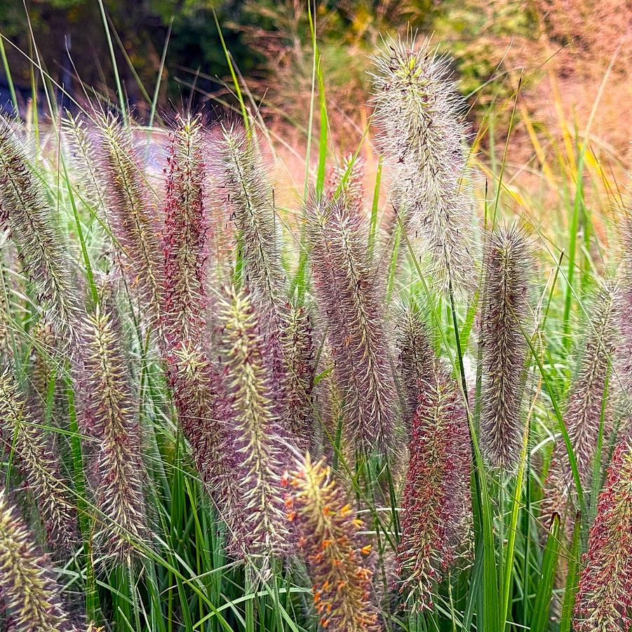 Pennisetum alop. 'Cayenne' - Fountain Grass from Babikow Wholesale Nursery