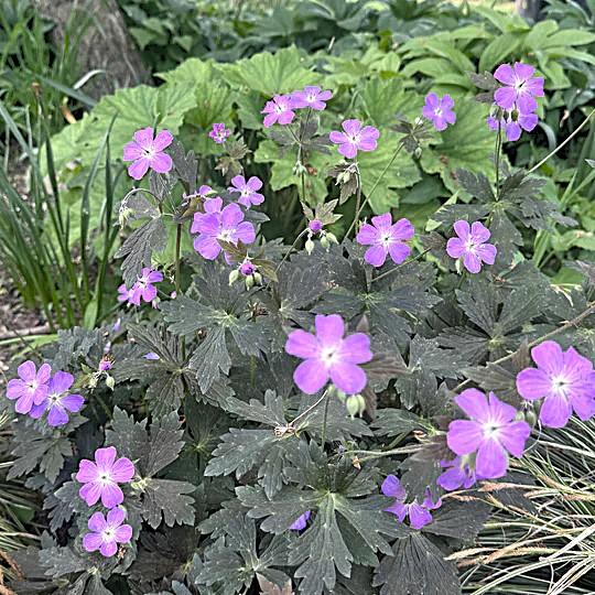 Geranium mac. 'Dark Roast' - from Babikow Wholesale Nursery