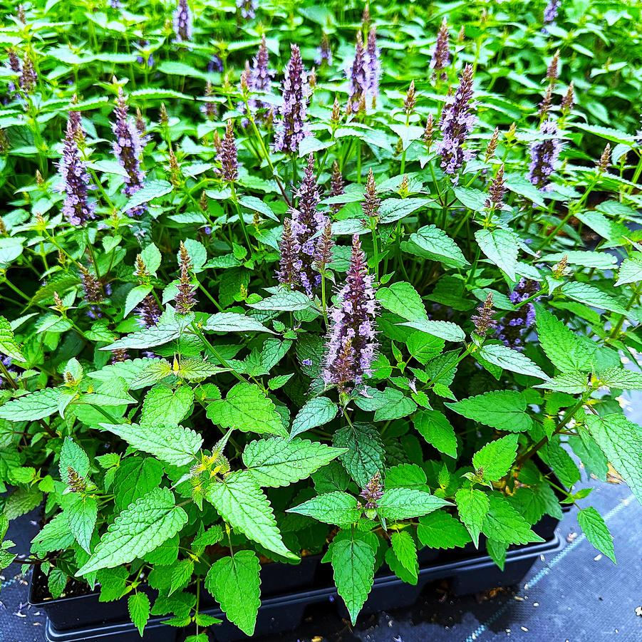 Agastache 'Little Adder' - Hyssop from Babikow Wholesale Nursery