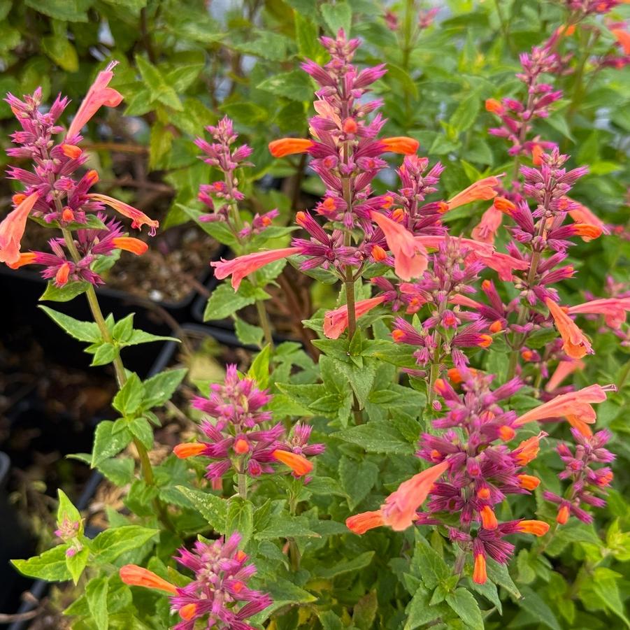 Agastache 'Mango Tango' - from Babikow Wholesale Nursery