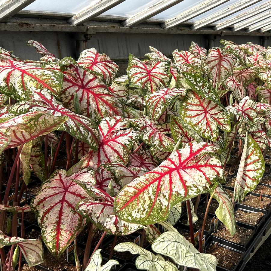 Caladium Celebration - from Babikow Wholesale Nursery