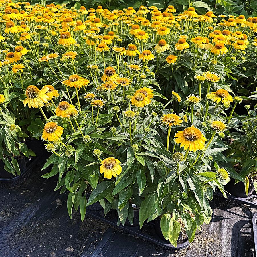 Echinacea Sombrero® 'Sombrero Lemon Yellow Imp.' - from Babikow Wholesale Nursery