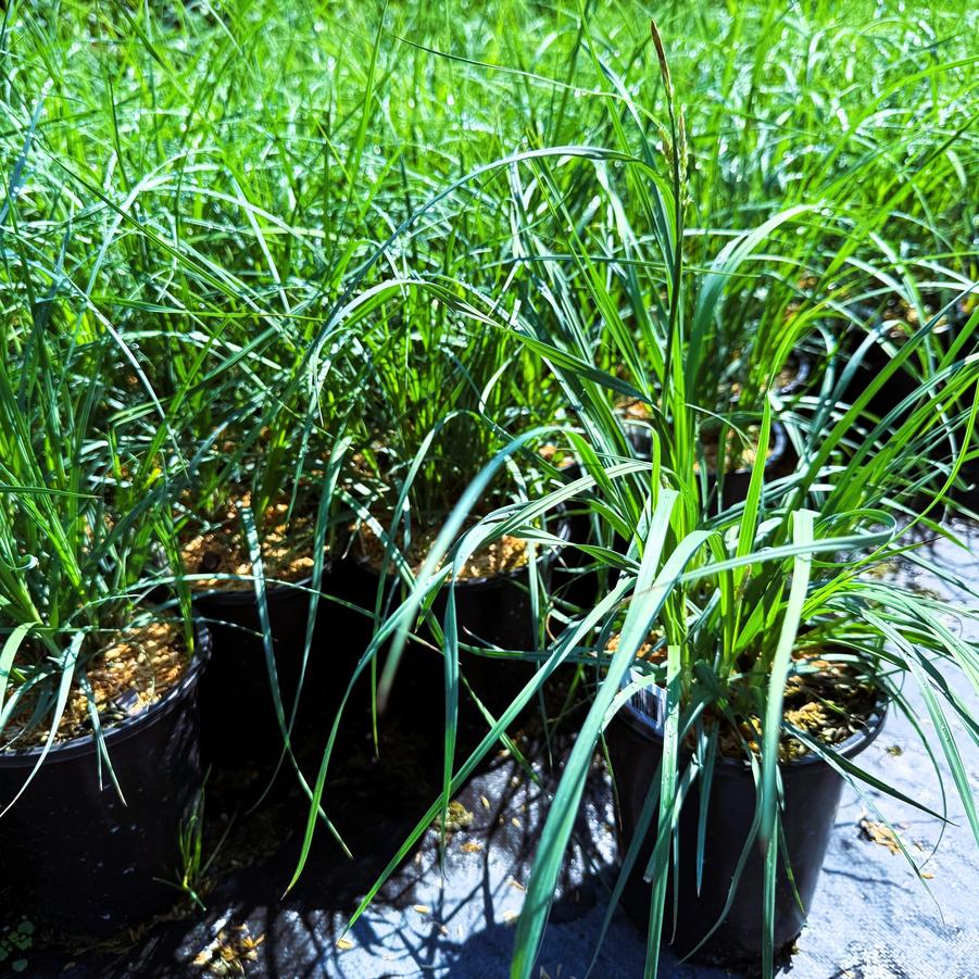 Carex meadii - Mead's Sedge from Babikow Wholesale Nursery