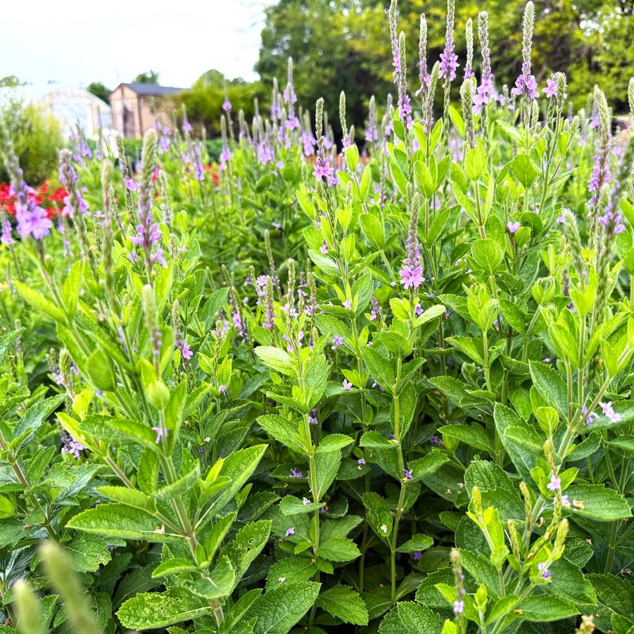Verbena stricta - Hoary Vervain from Babikow Wholesale Nursery