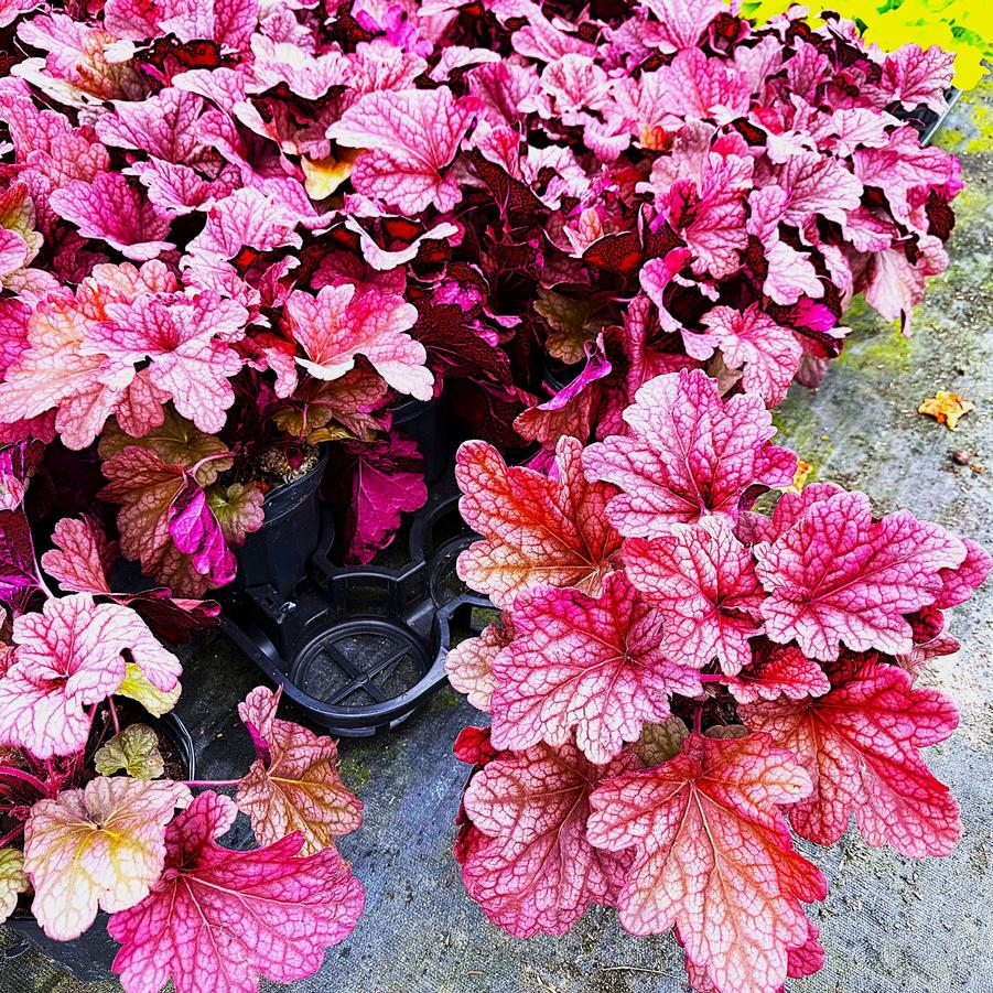 Heuchera 'Berry Smoothie' - from Babikow Wholesale Nursery
