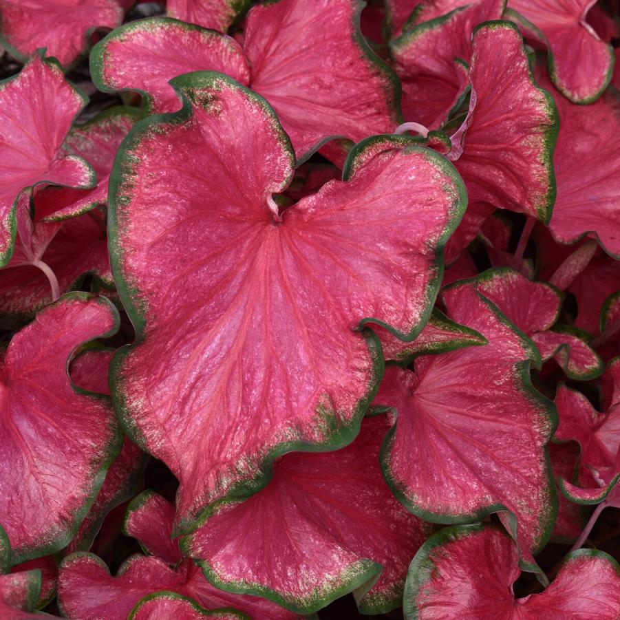 Caladium 'Flare' - Angel Wings from Babikow Wholesale Nursery