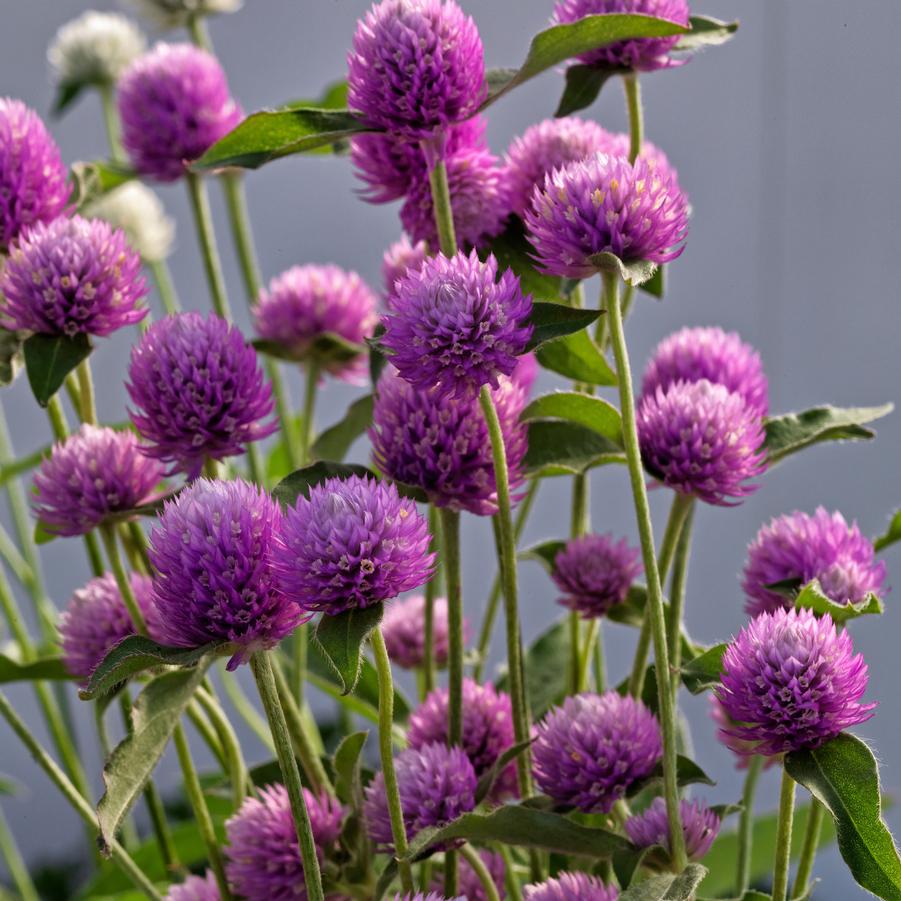 Gomphrena Ping Pong 'Lavender' - from Babikow Wholesale Nursery