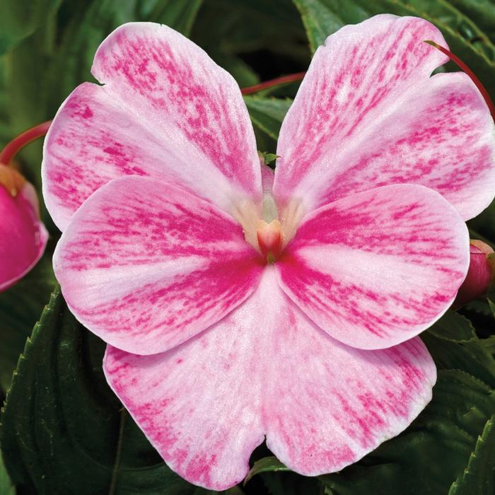 Impatiens New Guinea Sonic Magic Pink