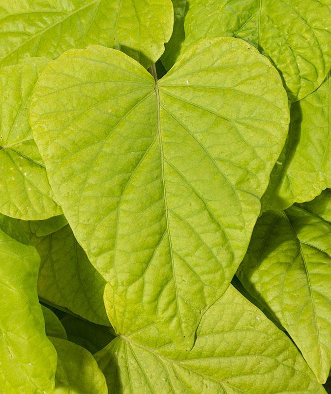 Ipomoea Sweet Georgia Heart Light Green