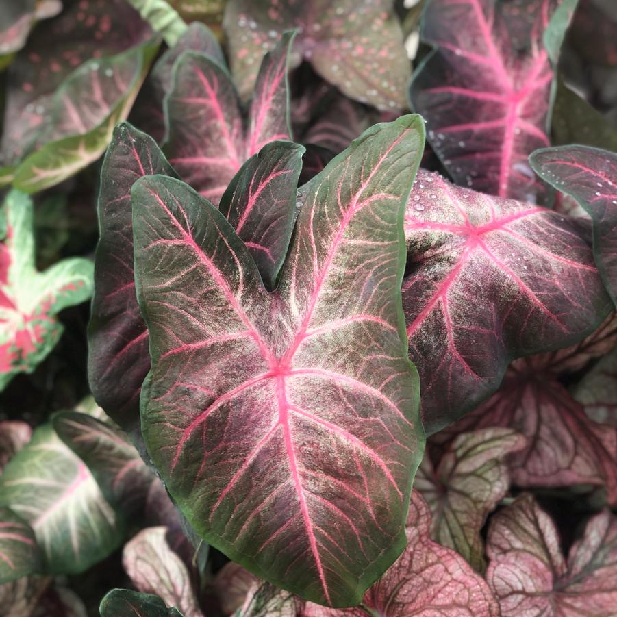 Caladium 'Berries 'N Burgundy' - from Babikow Wholesale Nursery