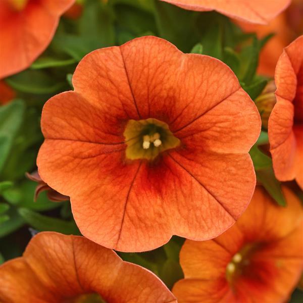 Calibrachoa Cabaret 'Bright Orange' - Mini Petunia from Babikow Wholesale Nursery