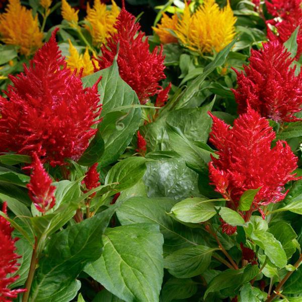 Celosia 'Flamma Mix' - from Babikow Wholesale Nursery
