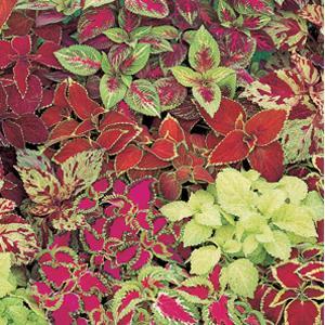Coleus 'Fairway Mix' - from Babikow Wholesale Nursery