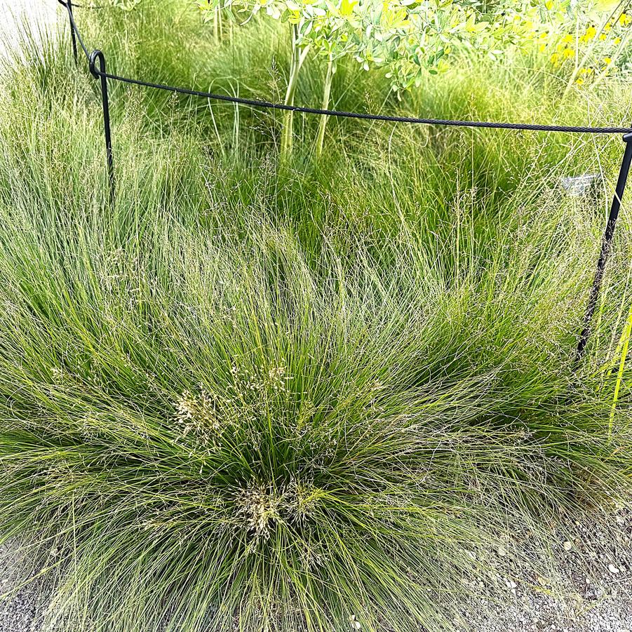 Sporobolus hetero. ''Tara'' - Dwarf Prairie Dropseed from Babikow Wholesale Nursery