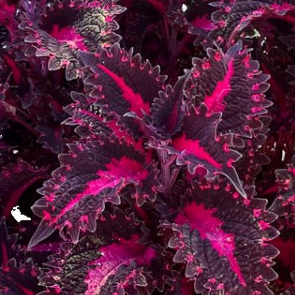 Coleus TerraScape 'Pink Ribbons' - from Babikow Wholesale Nursery