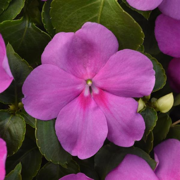 Impatiens Beacon 'Blue Pearl' - from Babikow Wholesale Nursery