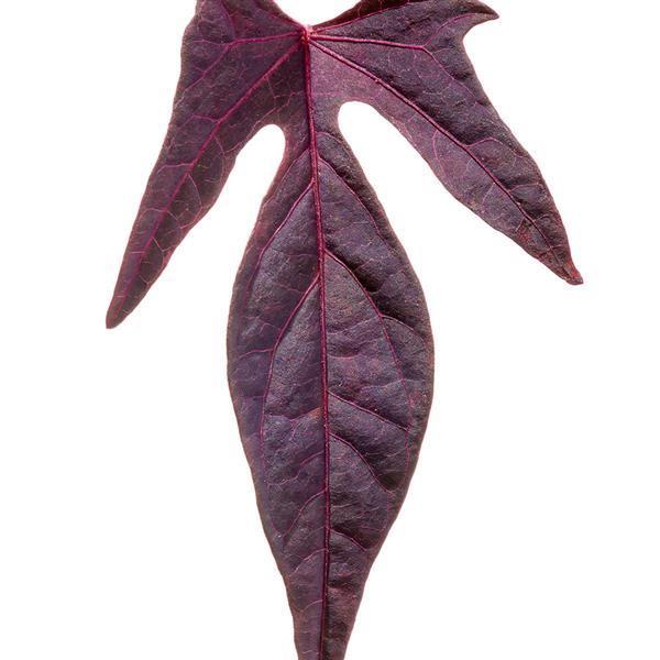 Ipomoea Sweet Georgia 'Fine Burgundy' - from Babikow Wholesale Nursery