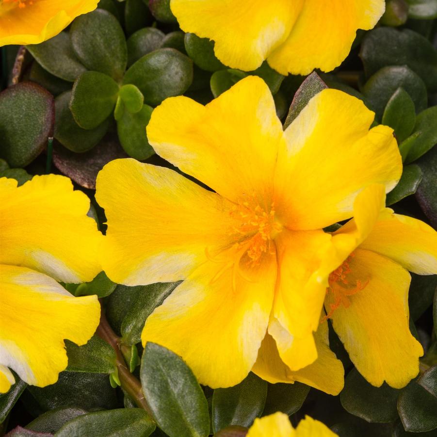 Portulaca SeaGlass 'Lemon Twist' - from Babikow Wholesale Nursery