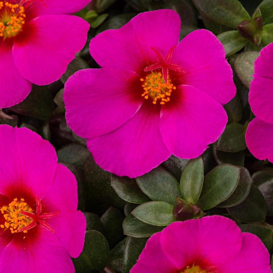 Portulaca SeaGlass 'Plumberry' - from Babikow Wholesale Nursery