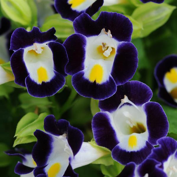 Torenia Kauai 'Blue & White' - from Babikow Wholesale Nursery