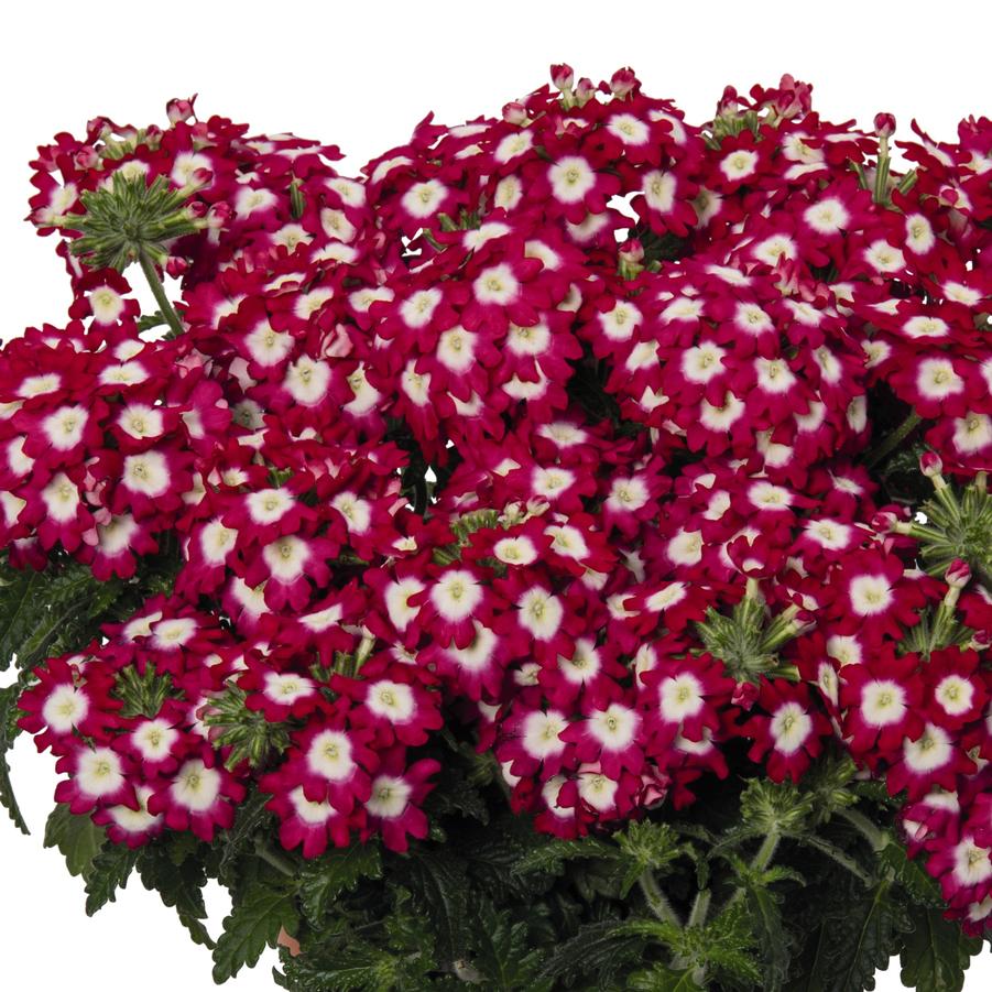 Verbena 'Hanging Baskets' - from Babikow Wholesale Nursery
