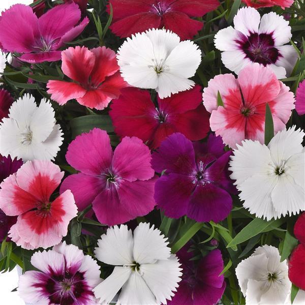 Dianthus Coronet 'Mix' - from Babikow Wholesale Nursery