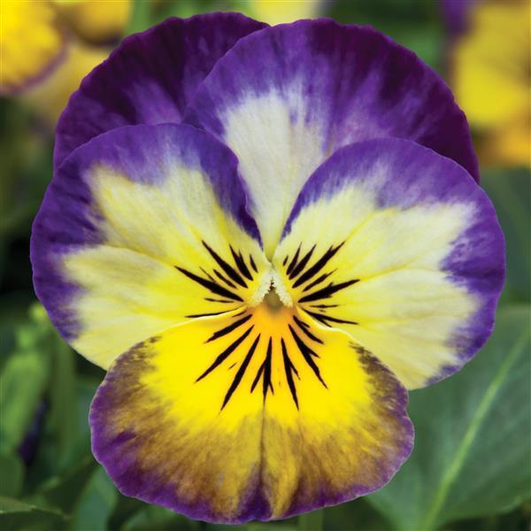 Viola Penny 'Primrose Picotee' - from Babikow Wholesale Nursery