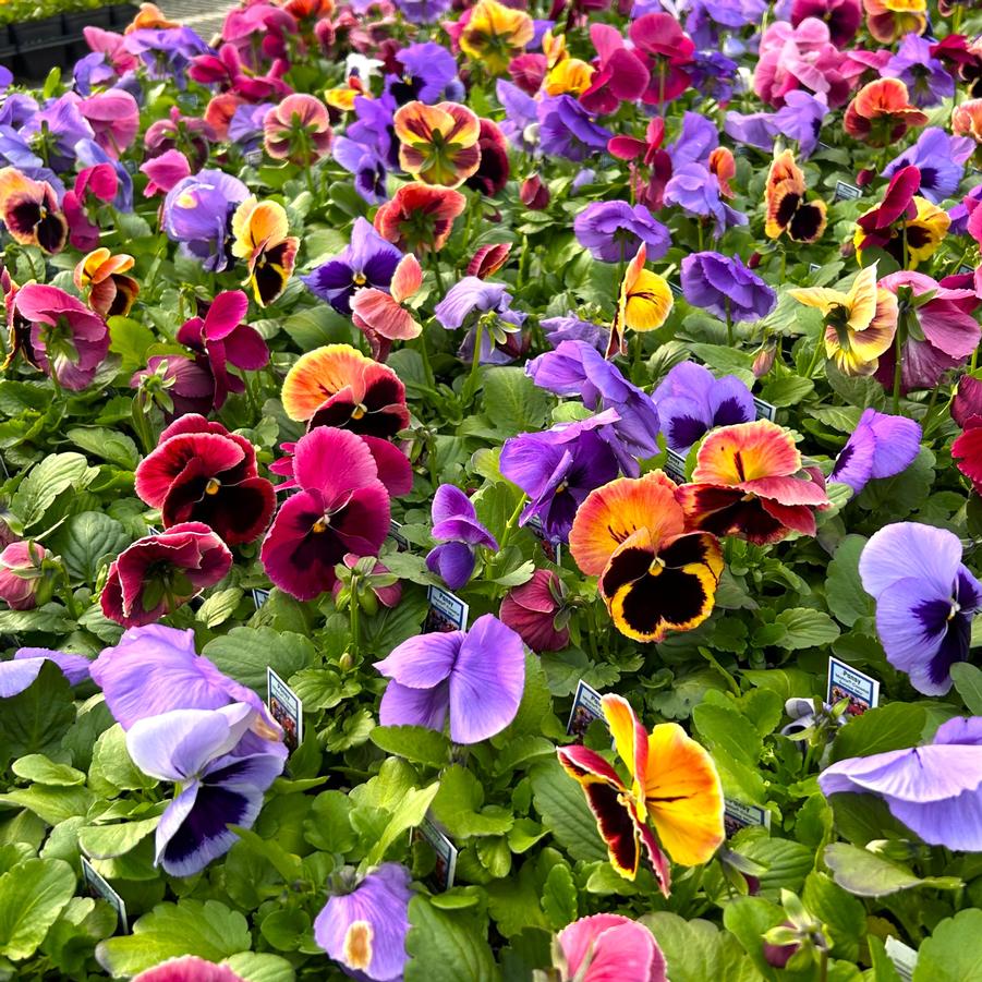 Pansy Matrix 'Coastal Sunrise Mix' - from Babikow Wholesale Nursery