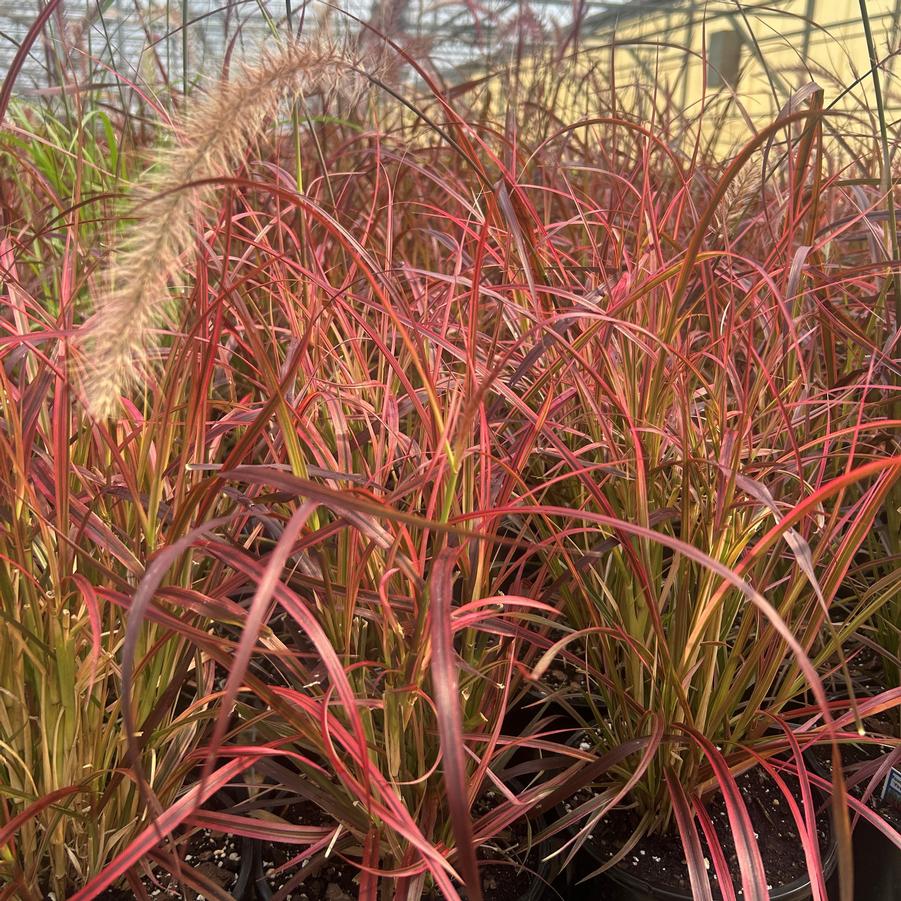 Pennisetum advena 'Fireworks' - from Babikow Wholesale Nursery