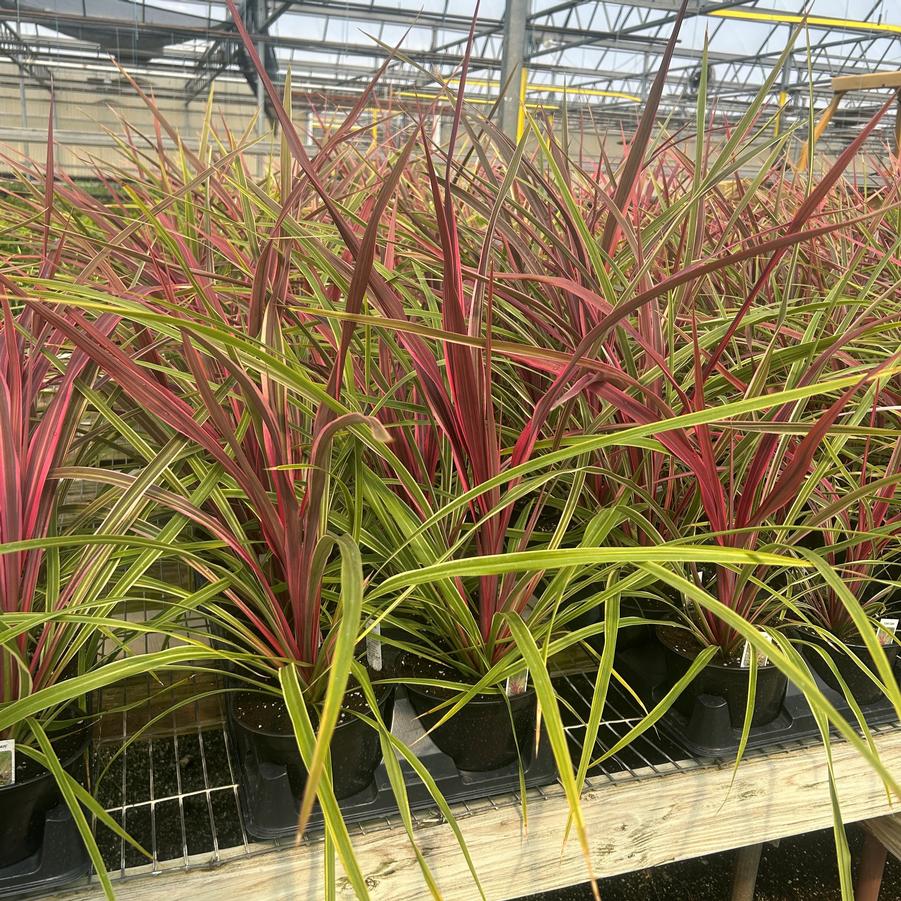 Cordyline 'Can Can' - from Babikow Wholesale Nursery