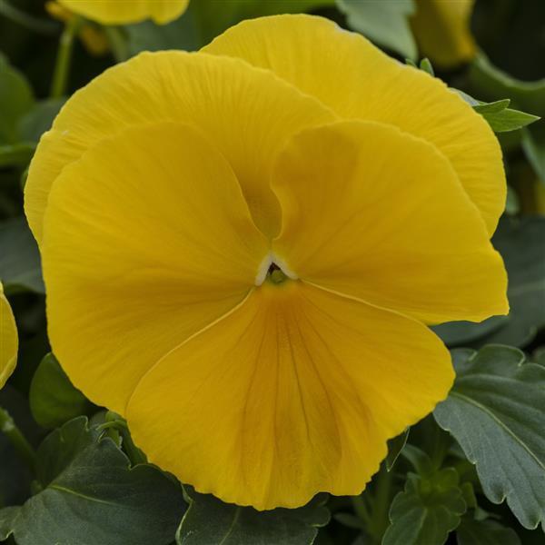 Pansy Grandio 'Yellow' - from Babikow Wholesale Nursery