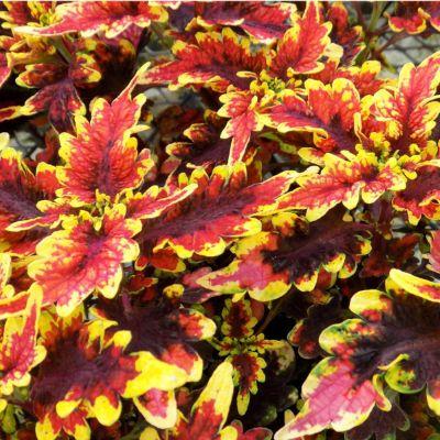 Coleus Stained Glassworks 'Golden Gate' - from Babikow Wholesale Nursery
