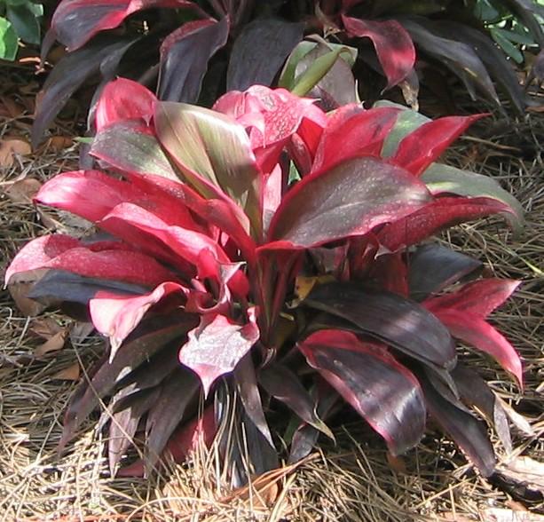 Cordyline 'Ruby' - from Babikow Wholesale Nursery