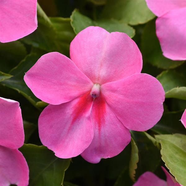 Impatiens Beacon 'Pink' - Busy Lizzy from Babikow Wholesale Nursery