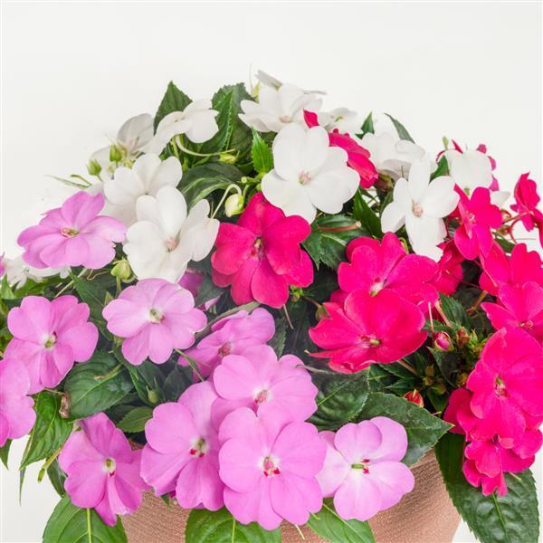 Impatiens SunPatiens Compact 'Best Friends Forever Mix' - from Babikow Wholesale Nursery