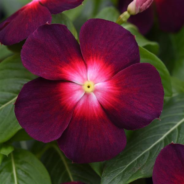 Vinca Tattoo 'Boysenberry' - from Babikow Wholesale Nursery