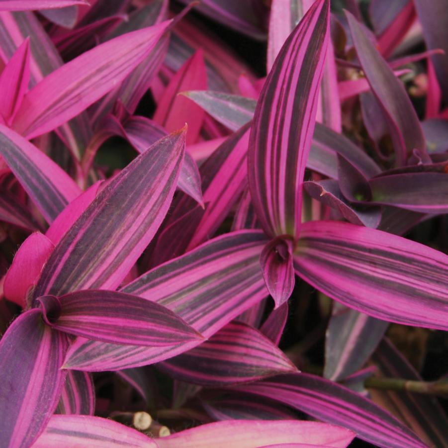 Setcreasea Purple Variegated - from Babikow Wholesale Nursery