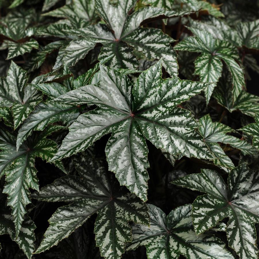 Begonia 'Gryphon' - from Babikow Wholesale Nursery