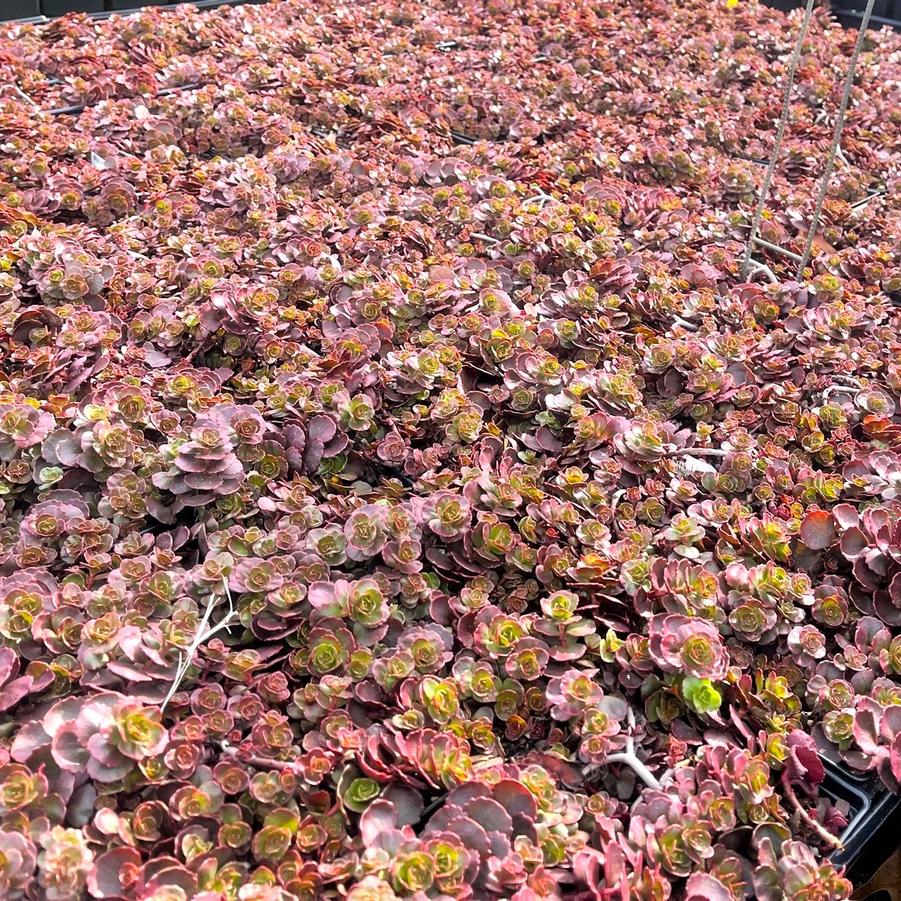 Sedum spu. 'Fuldaglut' Stonecrop from Babikow Wholesale Nursery